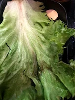 烧烤